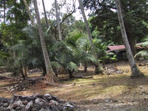 Farm on Pulau Ubin