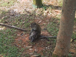 Long-tailed macaque mommy and baby.