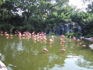 I've never seen so many in one group before.  There were also rogue flamingos roaming the grounds stealing food.